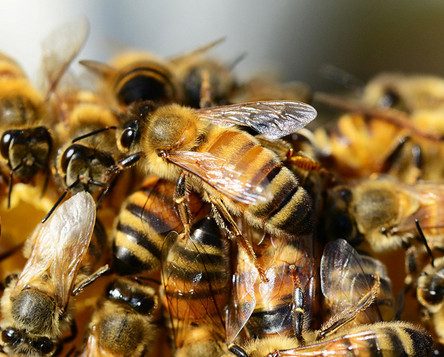 В  десятках регионах России по неизвестным причинам массово гибнут пчелы. Последствия угрожающие: гибель человечества