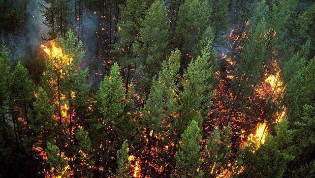 Сибирь в огне: пожар охватил почти 3 млн гектар