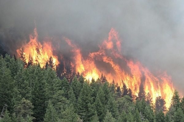 Дым от лесных пожаров в Сибири дошел до Монголии и вскоре может накрыть Москву