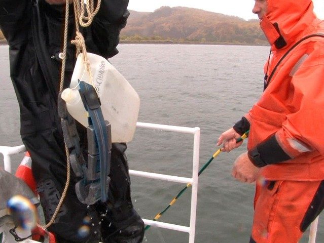 На Камчатке обнаружили еще два места массовой гибели морских животных