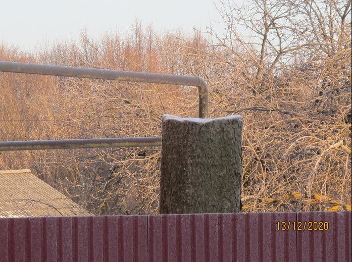 Чиновники из Нижегородской области украли ёлку с участка местной жительницы