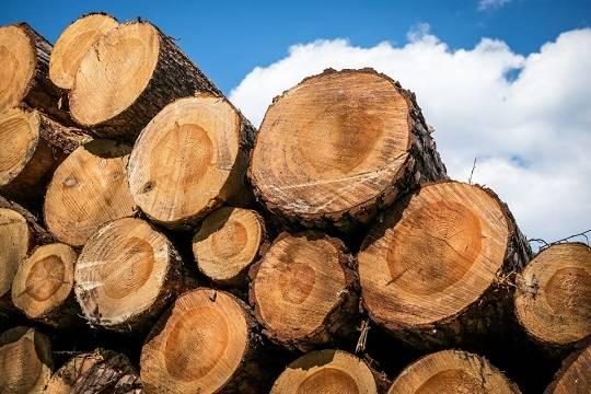 Хабаровский олигарх призвал приватизировать лесной фонд