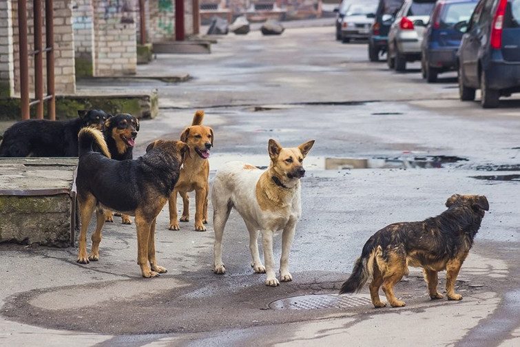 Регионам могут разрешить усыплять бездомных собак
