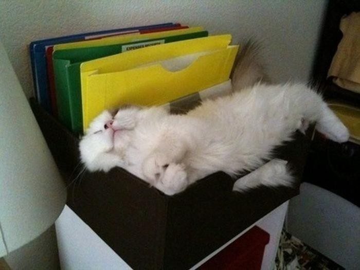 Спящие котейки
