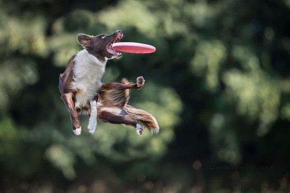 Прикольные летающие собаки