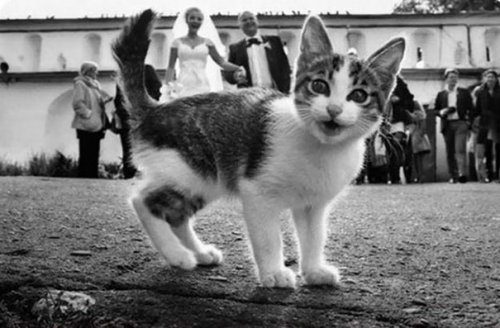 Коты - фотобомберы