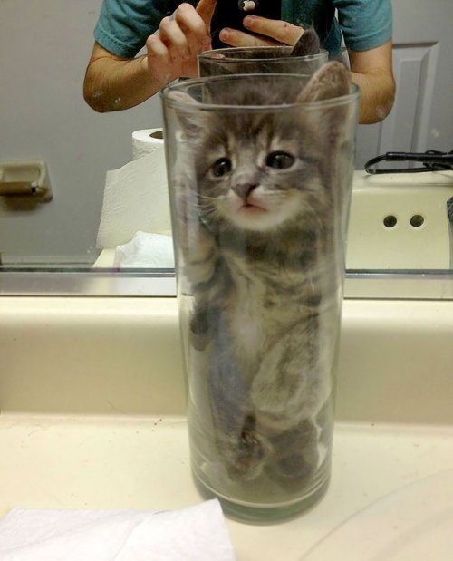 Кошки — это жидкость!