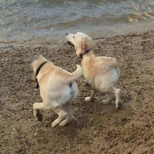 Смешные панорамные кадры с собаками