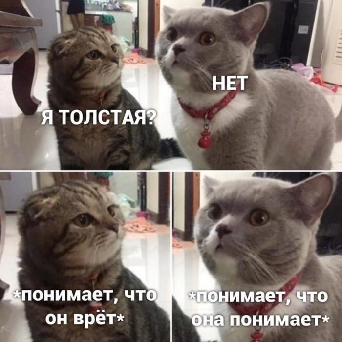Весёлые мемы с котами
