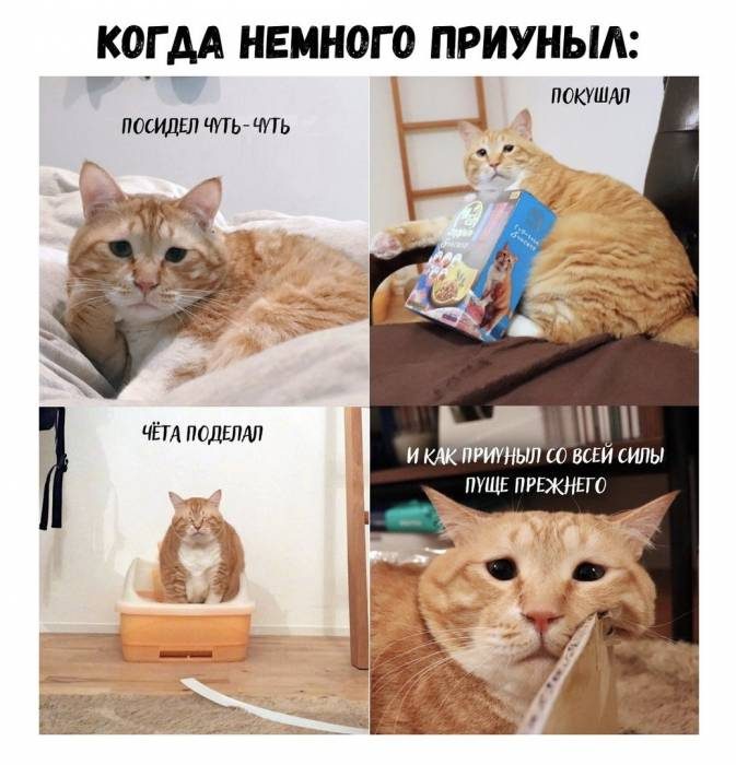 Котоприколы