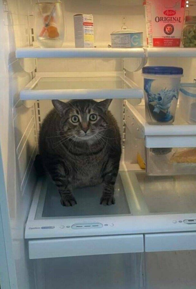 Забавное содержимое холодильников