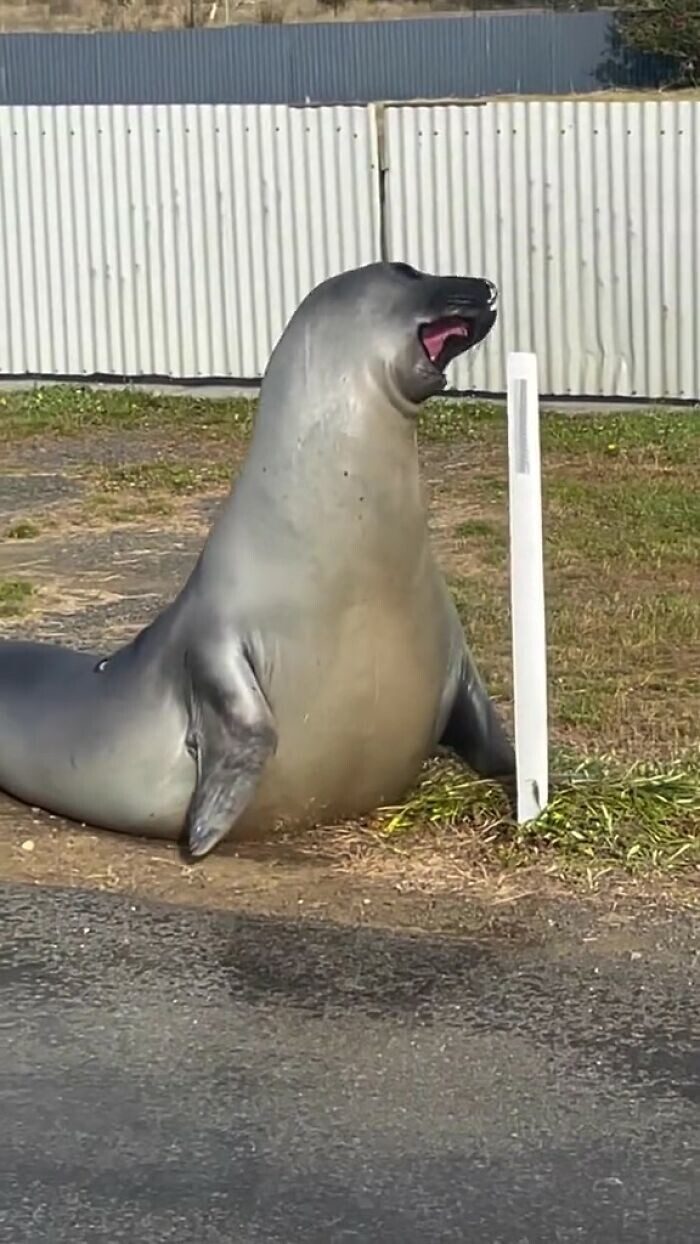 Тюлень терроризирует австралийский городок
