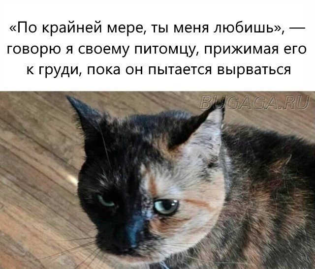 Забавные КОТОприколы