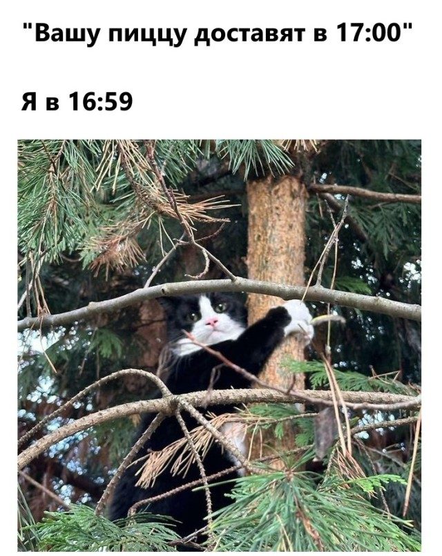 КотоМЕМЫ. Смешные и забавные