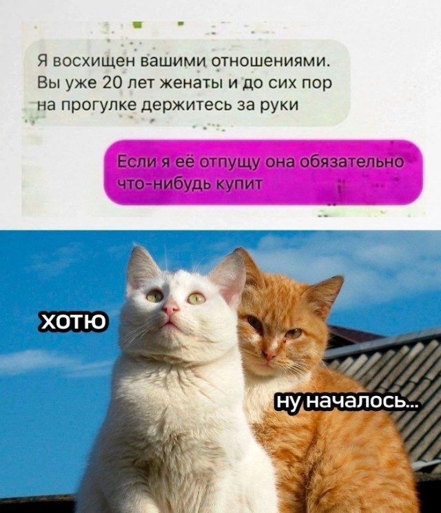 КотоМЕМЫ. Смешные и забавные