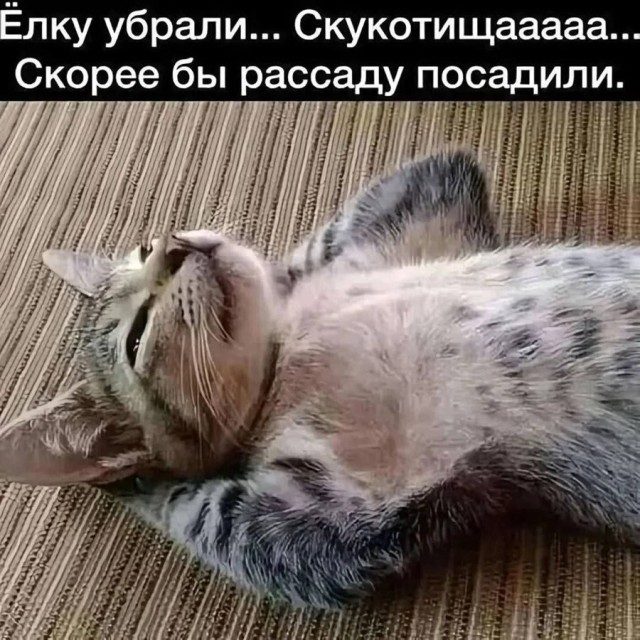 КотоМЕМЫ. Смешные и забавные