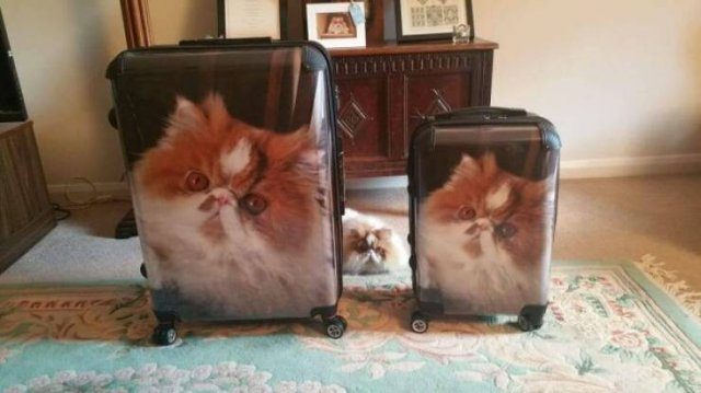 Вечерний выпуск. Подборка картинок