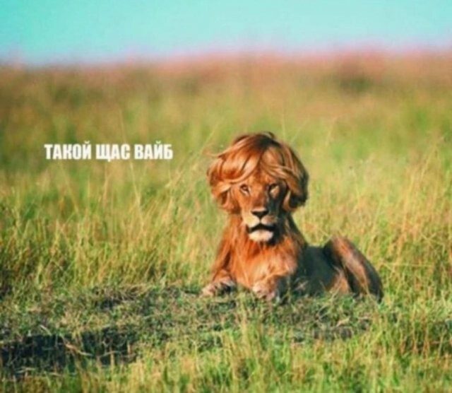 Скрины из соцсетей