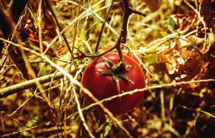 Невероятные факты об экологически чистых продуктах питания