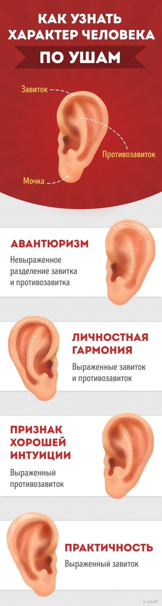 Как определить характер человека по ушам