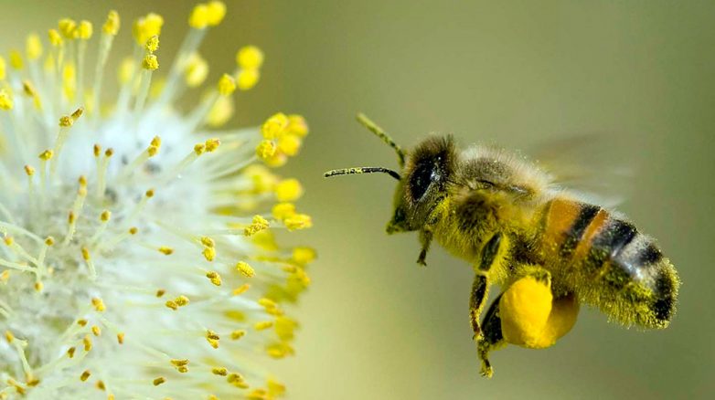 Полезные свойства цветочной пыльцы