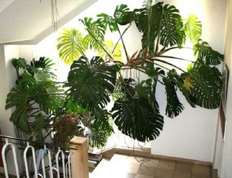 Каких комнатных растений стоит опасаться
