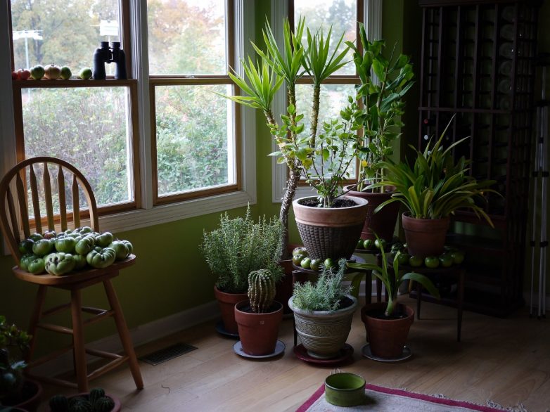 Не заводите эти растения в своей квартире, если не хотите навлечь беду