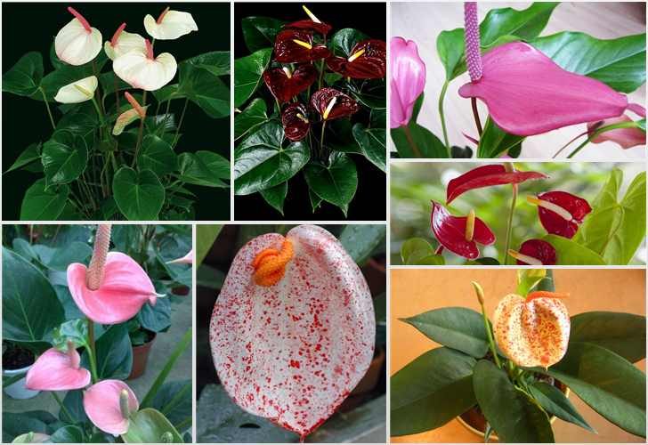 Комнатные растения, которые принесут в ваш дом любовь