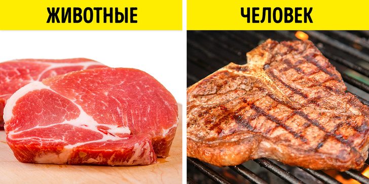 Опасно ли мясо для организма