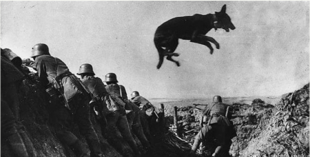Собаки — участники Великой Отечественной