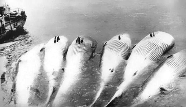 Советские китобои