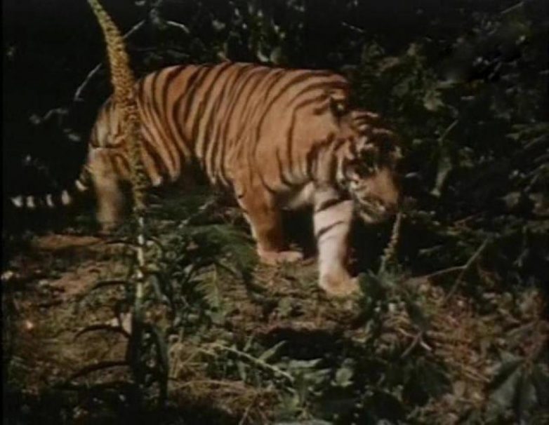Как полосатых хищников готовили к съемкам в фильме «Укротительница тигров»