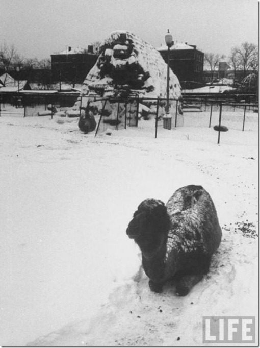 Москва зимой 1959 года