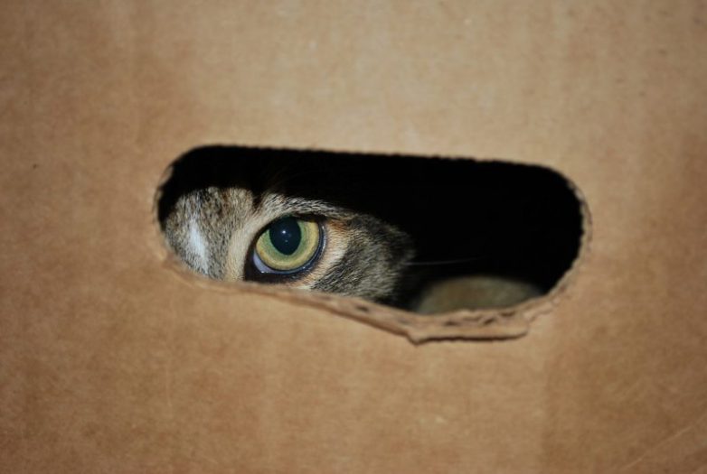 Проект «Acoustic Kitty», или коты-шпионы на службе ЦРУ