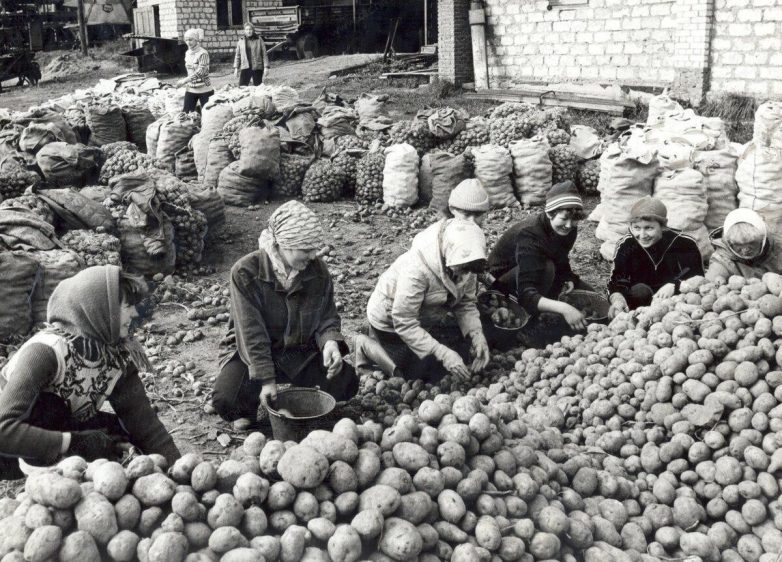 Картошка в Советском Союзе