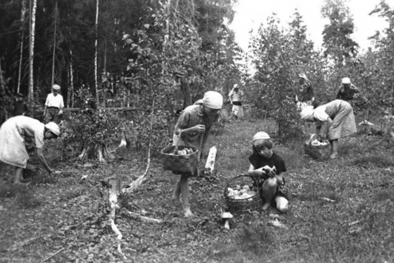 Сбор грибов в Великую Отечественную войну