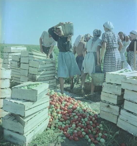 Советские колхозники