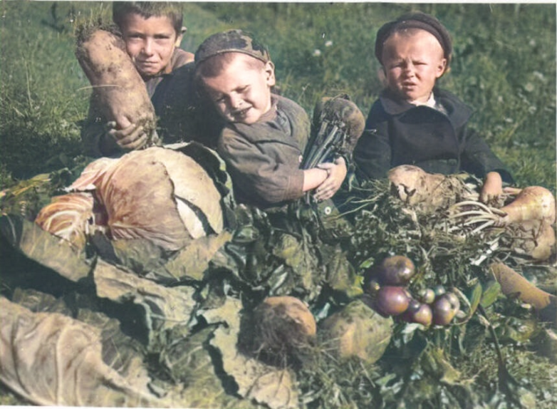 Как в Советском Союзе собирали урожай