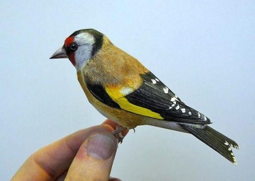 Невероятно реалистичные бумажные птицы Йохана Шерфта