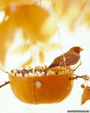 12 идей кормушек для птиц