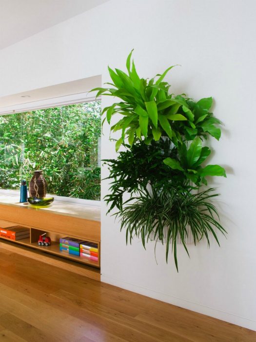 20 сочных примеров вертикального размещения комнатных растений