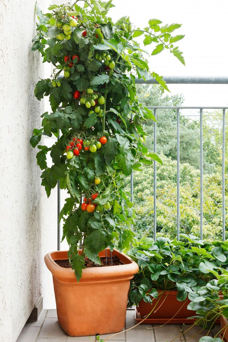 Невероятные идеи, как устроить сад прямо у себя на балконе
