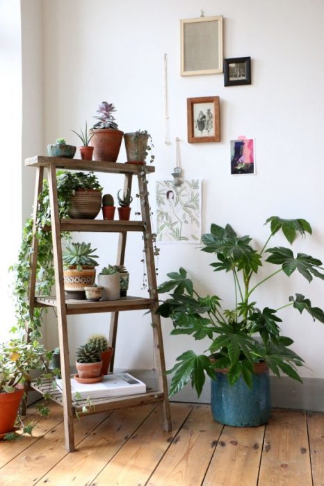 Как с помощью комнатных растений украсить дом