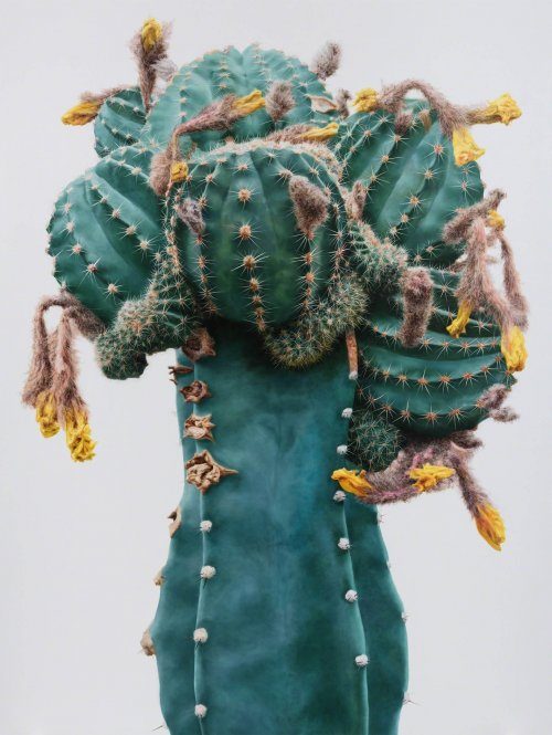Реалистичные картины кактусов от корейского художника Ли Кван-хо