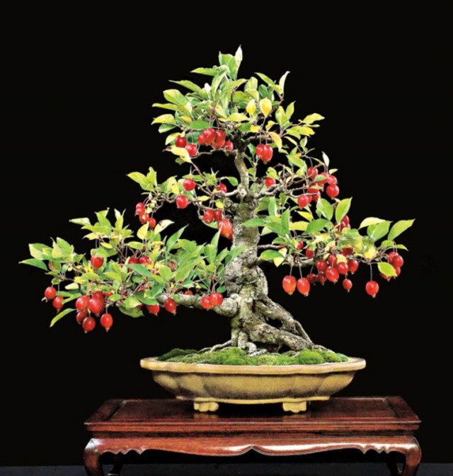 Миниатюрные фруктовые деревья-бонсай