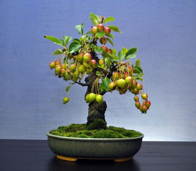 Миниатюрные фруктовые деревья-бонсай