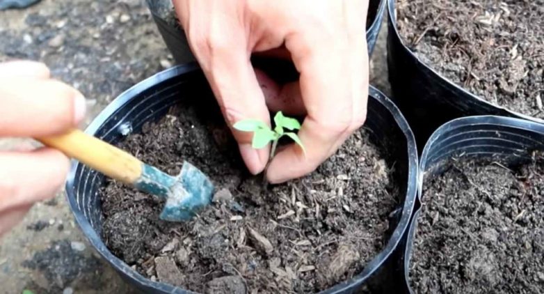 Как сделать вертикальные грядки для выращивания томатов вверх тормашками