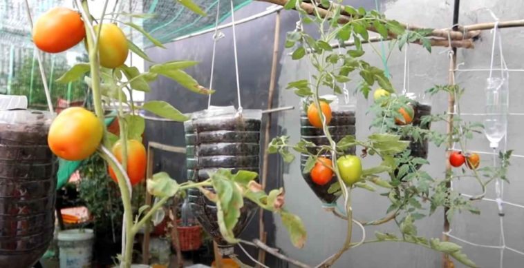 Как сделать вертикальные грядки для выращивания томатов вверх тормашками