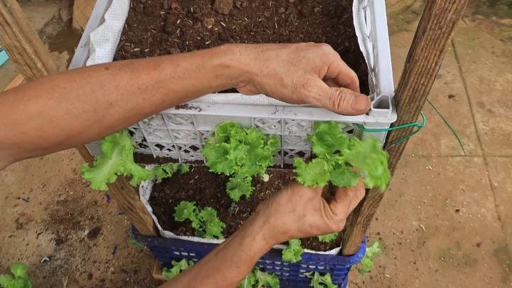 Практичная вещь для выращивания овощей и зелени из ящиков и досок