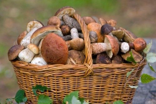 5 отличных рецептов маринованных грибов